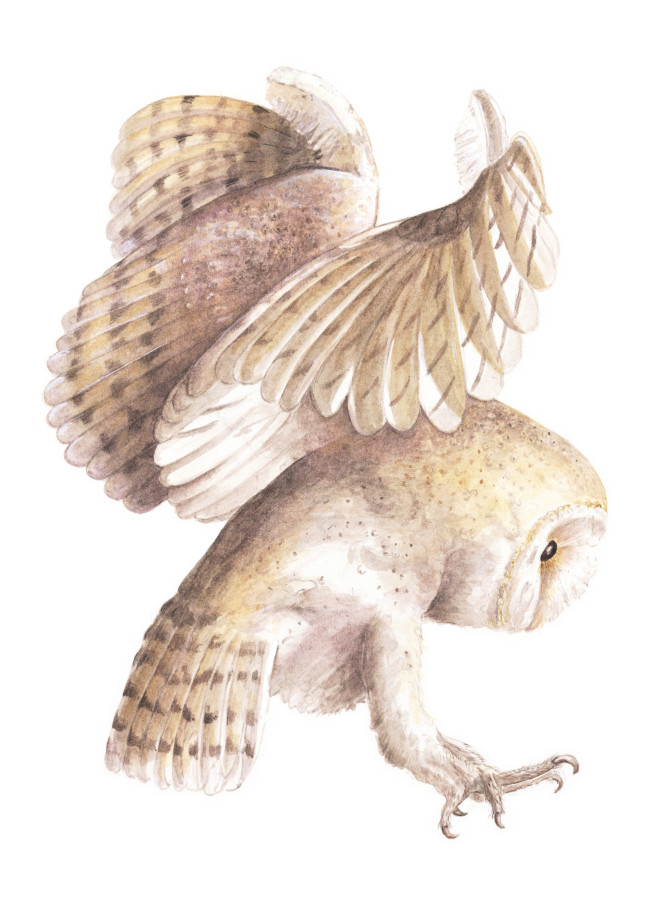 /artist/susan-thomson/barn-owl.jpg